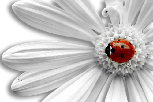 COCCINELLE 2