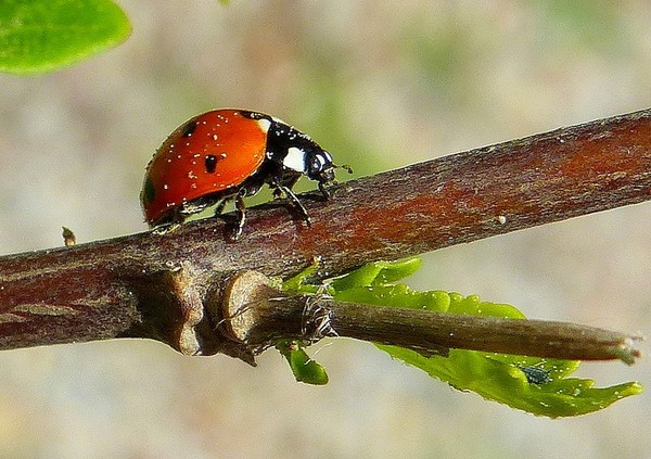 COCCINELLE