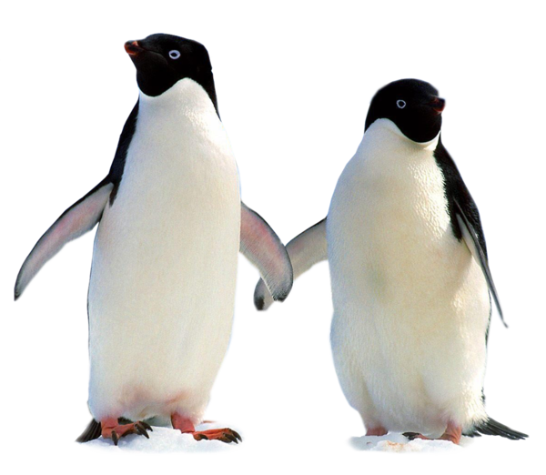 PINGOUINS