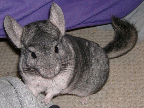 CHINCHILLA