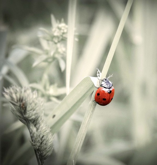 COCCINELLE