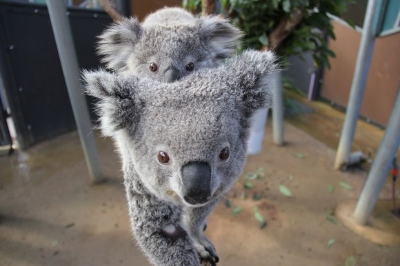 KOALAS