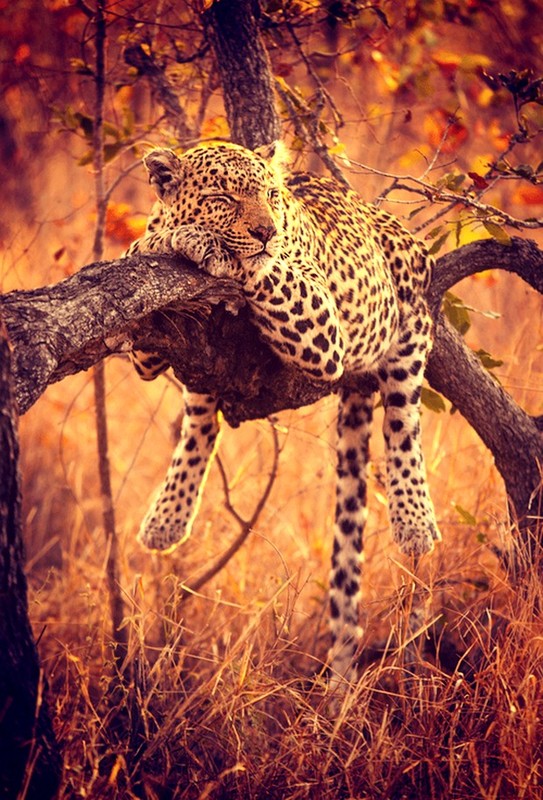 LEOPARD