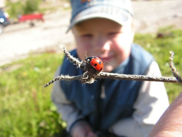 COCCINELLE 2