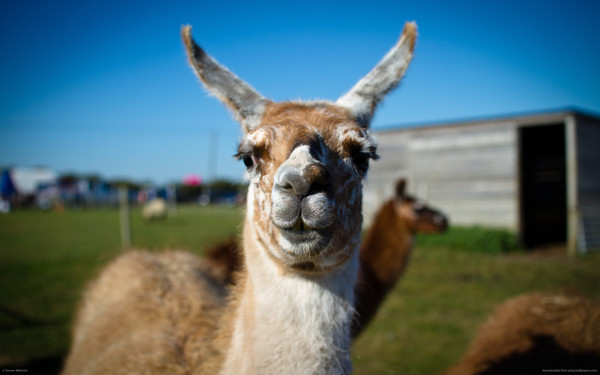 LAMA