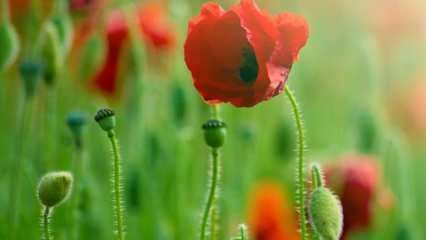 COQUELICOTS