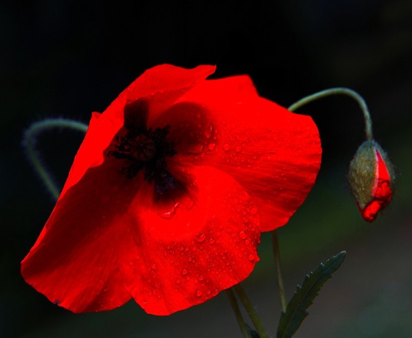 COQUELICOTS