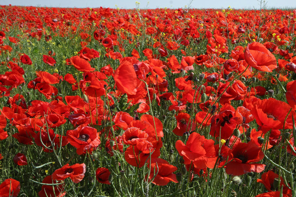 COQUELICOTS