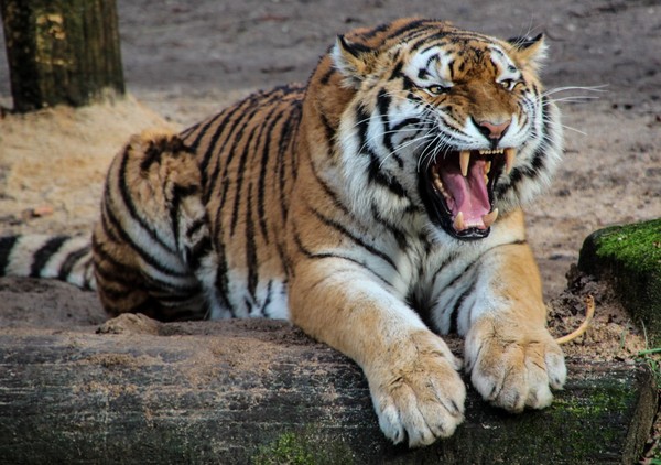 TIGRE