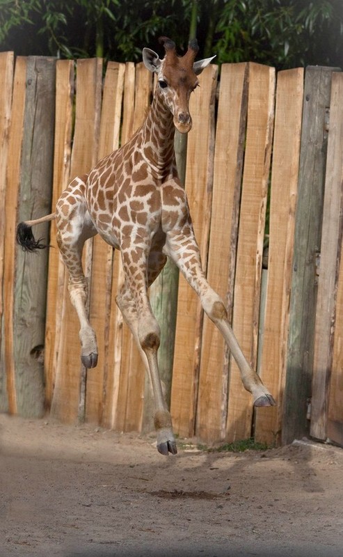 GIRAFE