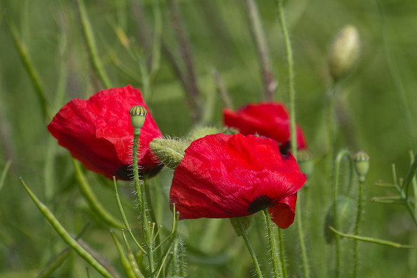 COQUELICOTS