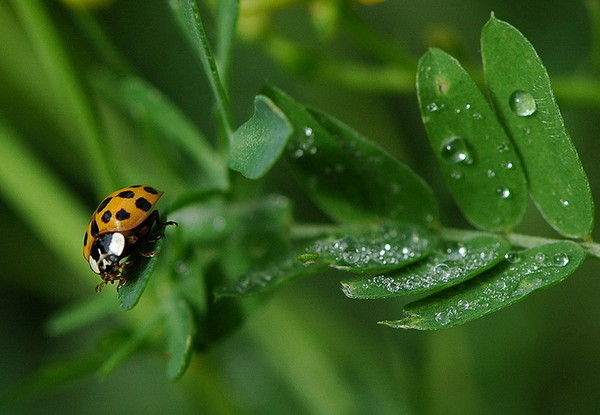 COCCINELLE