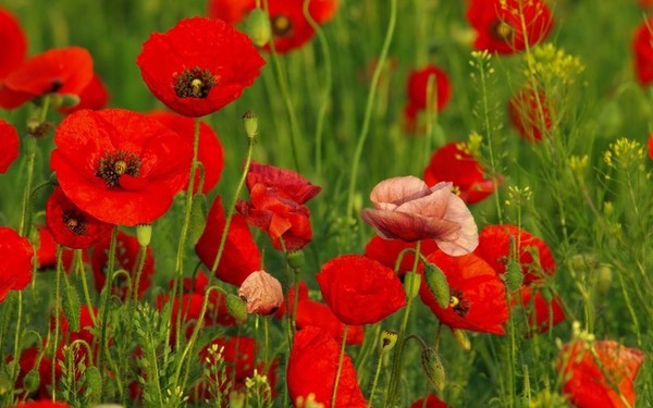 COQUELICOTS