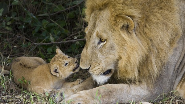 LION ET COMPAGNIE