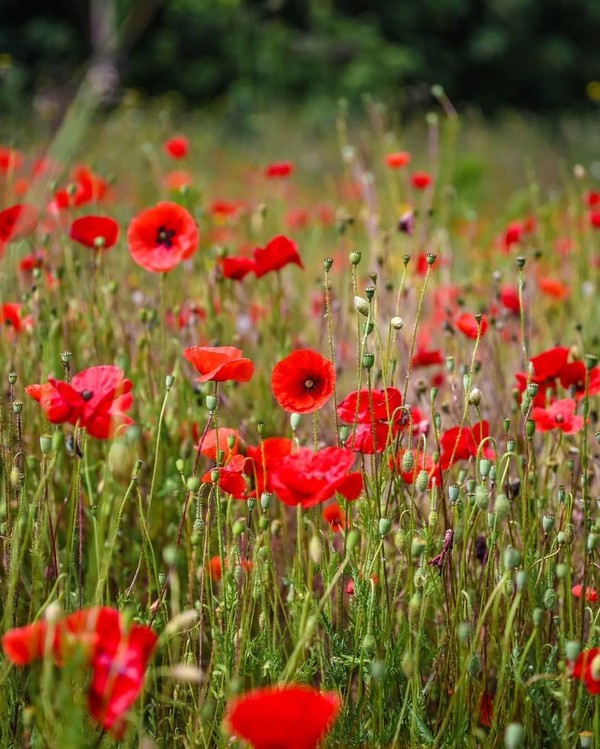 COQUELICOTS 2