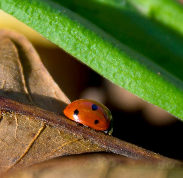 COCCINELLE