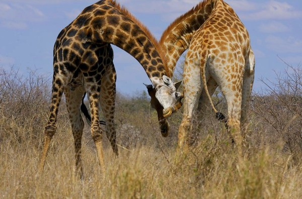 GIRAFES