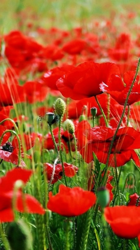 COQUELICOTS