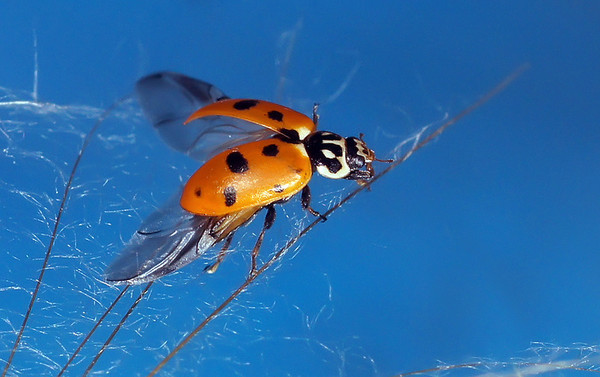 COCCINELLE 2