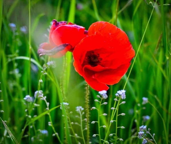 COQUELICOTS 2