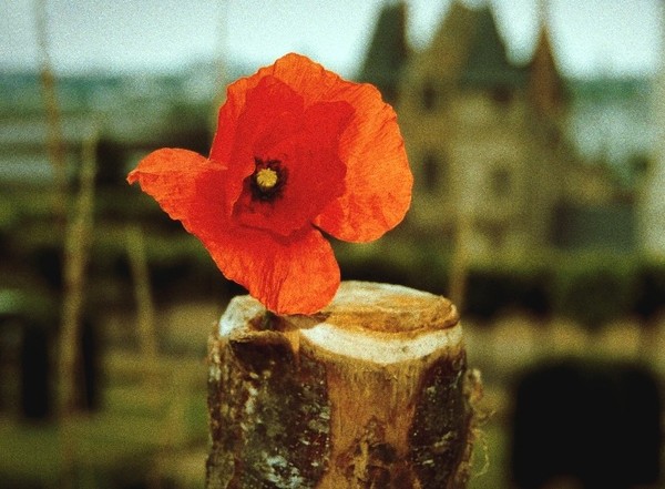 COQUELICOT