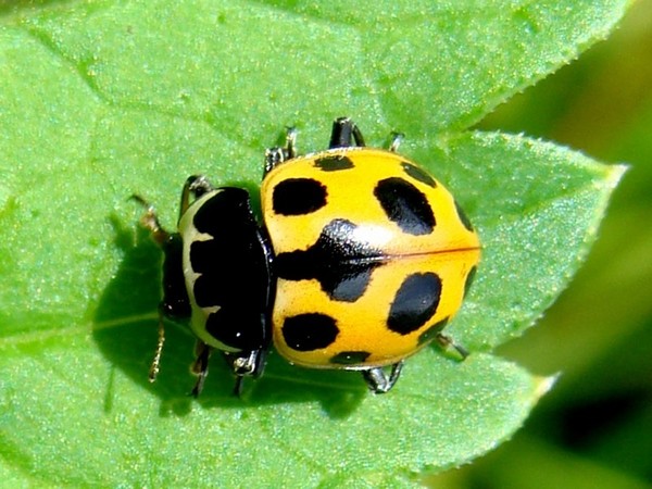 COCCINELLE 2