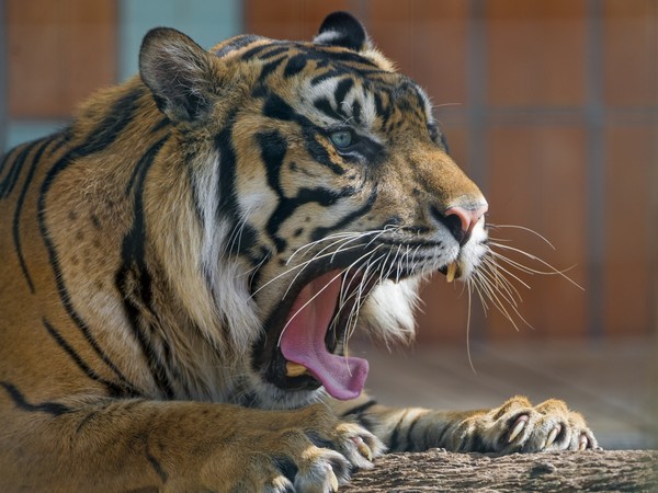 TIGRE