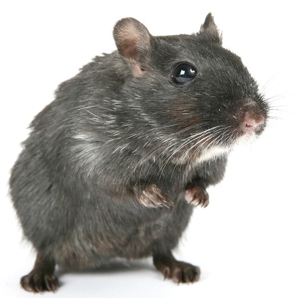 RAT SOURIS HAMSTER... 2