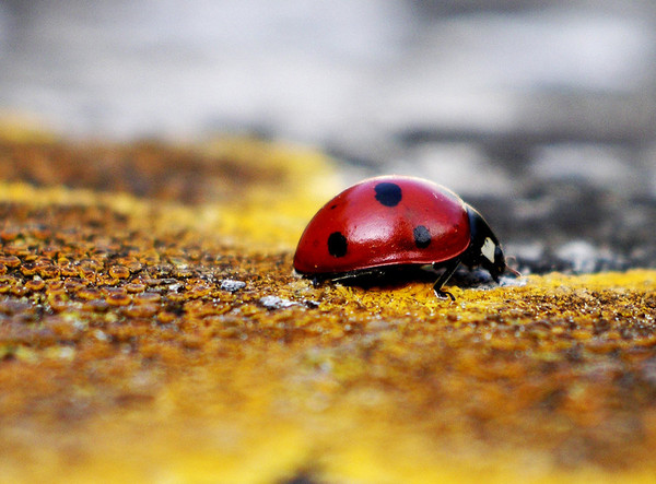 COCCINELLE