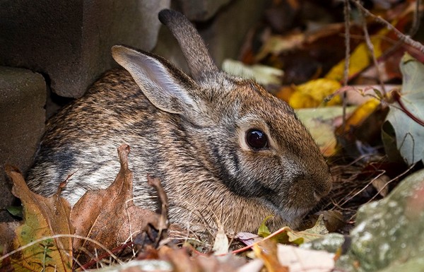 LAPIN