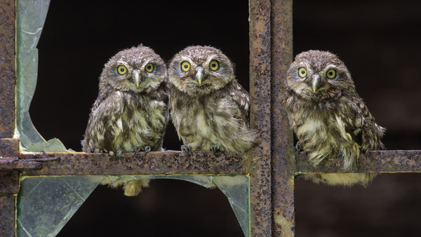 CHOUETTES