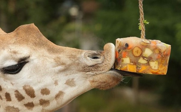 GIRAFE