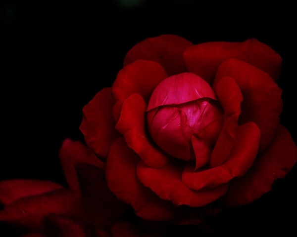 ROSE 3