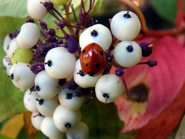 COCCINELLE