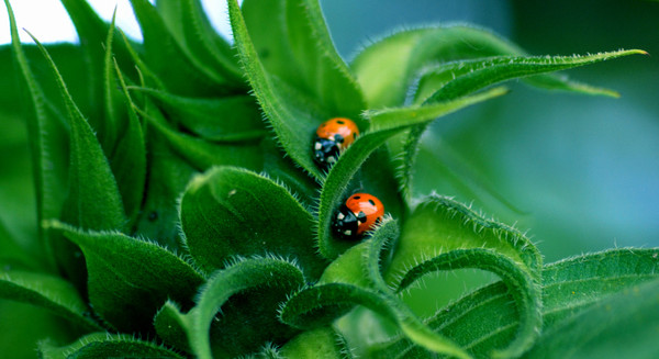 COCCINELLES