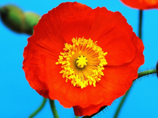 COQUELICOT