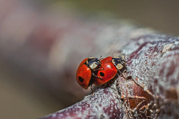 COCCINELLES 2