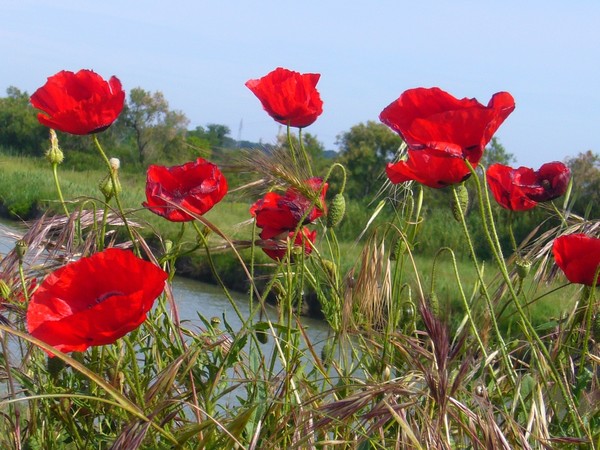 COQUELICOTS