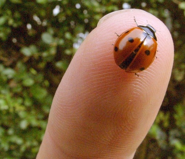 COCCINELLE