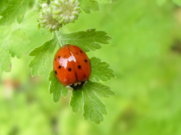 COCCINELLE