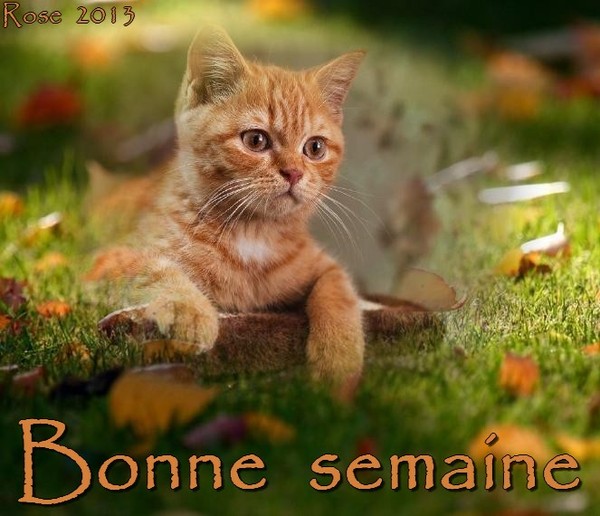 BONNE SEMAINE