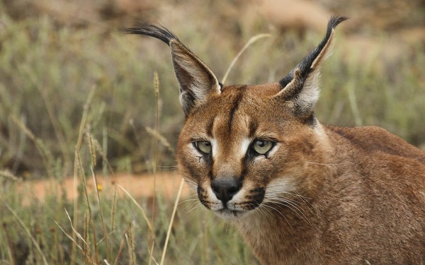 CARACAL