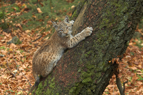 LYNX