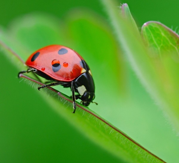 COCCINELLE