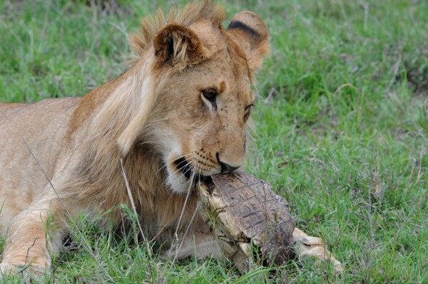 LIONNE ET LA TORTUE