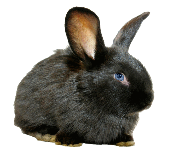 LAPIN