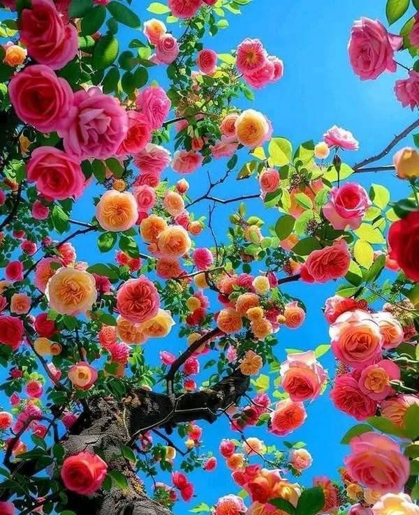 ROSES 4