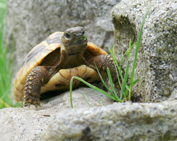 TORTUE