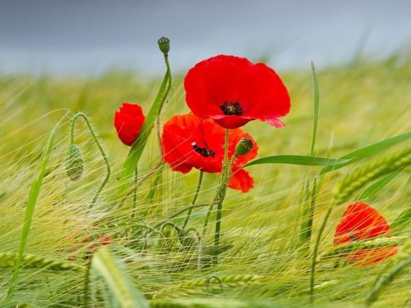 COQUELICOTS