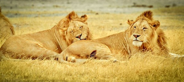 LIONS